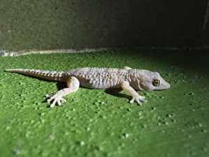 Gomera Wall Gecko -Tarentola gomerensis-, endemic to La Gomera, La Gomera, Canary Islands Gomera Wall Gecko -Tarentola gomerensis-, endemic to La Gomera, La Gomera, Canary Islands