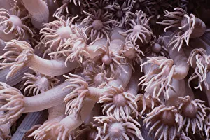 <b class=qtipBold><figcaption>Goniopora Coral</figcaption></b><br>Jeff Rotman Underwater Photography, 6395-000266 Goniopora Coral