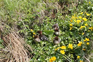 Goosander or Common Merganser chicks -Mergus merganser-, one day Goosander or Common Merganser chicks -Mergus merganser-, one day