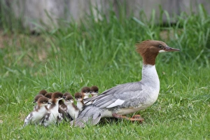 Goosander or Common Merganser -Mergus merganser-, female adult with chicks, one day Goosander or Common Merganser -Mergus merganser-, female adult with chicks, one day