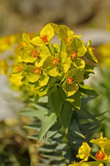 Gopher Spurge or Upright Myrtle Spurge -Euphorbia rigida-, Mediterranean region Gopher Spurge or Upright Myrtle Spurge -Euphorbia rigida-, Mediterranean region