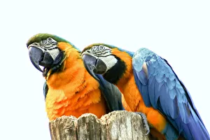 Two Gorgeous, Curious Blue-and-Gold Macaws Two Gorgeous, Curious Blue-and-Gold Macaws