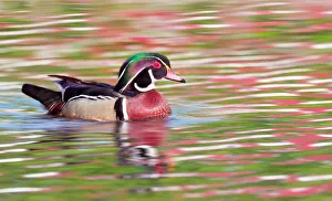 Gorgeous Wood duck male and Spring reflection Gorgeous Wood duck male and Spring reflection