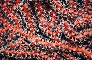 <b class=qtipBold><figcaption>Gorgonia coral</figcaption></b><br>Papua, New Guinea Gorgonia coral