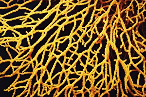 <b class=qtipBold><figcaption>Gorgonia coral</figcaption></b><br>Red Sea Gorgonia coral