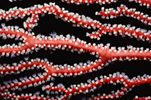 <b class=qtipBold><figcaption>Gorgonia coral (Gorgonacea)</figcaption></b><br>Papua New Guinea Gorgonia coral (Gorgonacea)