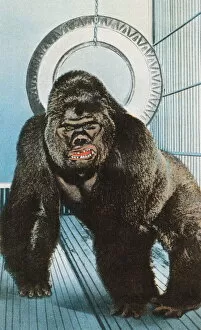 Images Dated 26th October 2004: Gorilla