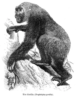 <b class=qtipBold><figcaption>Gorilla engraving 1878</figcaption></b><br>Encyclopedia Britannica 9th Edition Vol II New York, Samuel Hall 1878<br><em>© This content is subject to copyright.</em> Gorilla engraving 1878