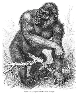 <b class=qtipBold><figcaption>Gorilla engraving 1882</figcaption></b><br><em>© Roberto A Sanchez</em> Gorilla engraving 1882