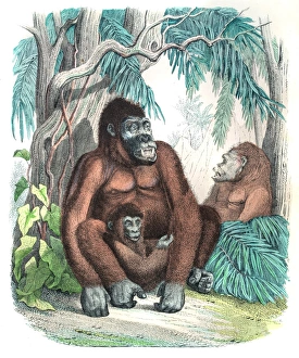 <b class=qtipBold><figcaption>Gorilla family engraving 1853</figcaption></b><br>Gorilla engraving 1853<br><em>© Roberto A Sanchez</em> Gorilla family engraving 1853