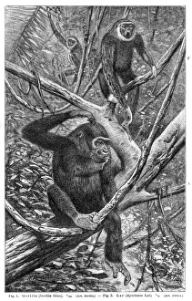 Gorilla and Lar gibbon engraving 1895 Gorilla and Lar gibbon engraving 1895