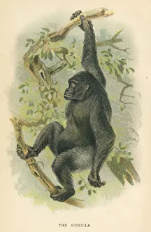 <b class=qtipBold><figcaption>Gorilla primate 1894</figcaption></b><br>A Hand-book to the Primates by Henry O. Forbes - London 1894<br><em>© This content is subject to copyright.</em> Gorilla primate 1894