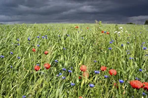 Grain field with poppy flowers in front of an approaching thunderstorm, Rennsteig Grain field with poppy flowers in front of an approaching thunderstorm, Rennsteig