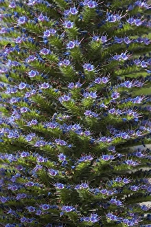 Gran Canary borage -Echium callithyrsum-, North Rhine-Westphalia, Germany Gran Canary borage -Echium callithyrsum-, North Rhine-Westphalia, Germany