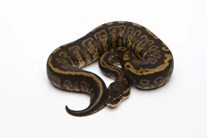 Granite Ball Python or Royal Python -Python regius-, female Granite Ball Python or Royal Python -Python regius-, female
