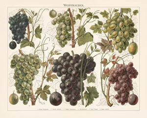 Grapes, chromolithograph, published in 1897 Grapes, chromolithograph, published in 1897