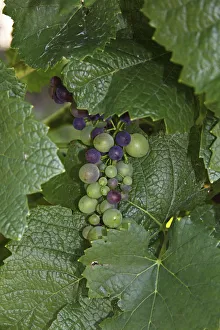 Grapes, almost ripe, vine, near Hagnau at Lake Constance, Baden-Wuerttemberg, Germany Grapes, almost ripe, vine, near Hagnau at Lake Constance, Baden-Wuerttemberg, Germany