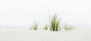 Grass on the beach, panoramic view, Amrum, North Frisian Islands, Schleswig-Holstein Grass on the beach, panoramic view, Amrum, North Frisian Islands, Schleswig-Holstein