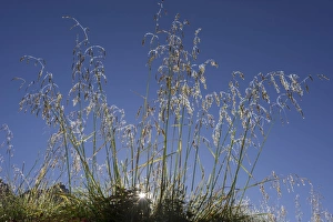 Grass covered with morning dew, backlit, ?Troms, Norway Grass covered with morning dew, backlit, ?Troms, Norway