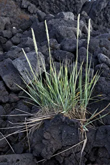 Grass growing on lava, Buoir or Faskruosfjoerour, Snaefellsnes, Snaefellsness, Iceland Grass growing on lava, Buoir or Faskruosfjoerour, Snaefellsnes, Snaefellsness, Iceland