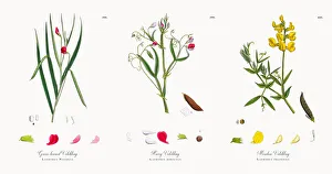 Grass-leaved Vetchling, Lathyrus Nissolia, Victorian Botanical Illustration, 1863 Grass-leaved Vetchling, Lathyrus Nissolia, Victorian Botanical Illustration, 1863