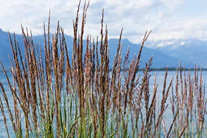 Grass against mountains and lake Geneva from the Embankment in Montreux. Switzerland Grass against mountains and lake Geneva from the Embankment in Montreux. Switzerland