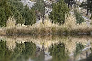 Grass reflection, Canary Spring, Yellowstone National Park, Montana, Wyoming, USA Grass reflection, Canary Spring, Yellowstone National Park, Montana, Wyoming, USA