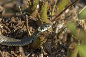 Grass snake (Natrix natrix)