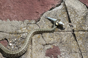 Grass snake -Natrix natrix- with a captured Belica or Moderlieschen -Leucaspius delineatus-, Lake Balaton, Hungary, Europe