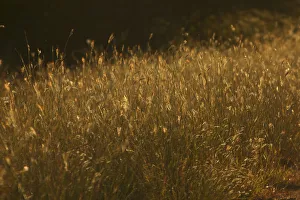Grass at sunset, Kruger National Park, South Africa Grass at sunset, Kruger National Park, South Africa