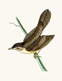 <b class=qtipBold><figcaption>Grasshoper warbler</figcaption></b><br>A photograph of an original hand-colored engraving from The History of British Birds by Morris published in 1853-1891.<br><em>© mashuk</em> Grasshoper warbler