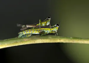 Grasshopper of the genus Eumastax mating, Tambopata National Reserve, Madre de Dios region, Peru Grasshopper of the genus Eumastax mating, Tambopata National Reserve, Madre de Dios region, Peru