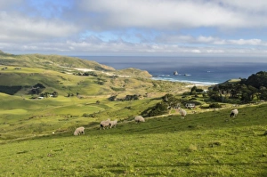 Grassland and the beach of Sandfly Bay, Otago Peninsula, South Island, New Zealand Grassland and the beach of Sandfly Bay, Otago Peninsula, South Island, New Zealand