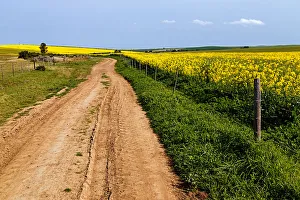 A gravel farm road fringed with green grass leading through the contrasting yellow A gravel farm road fringed with green grass leading through the contrasting yellow