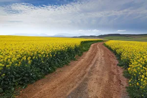 Gravel road winding through the flowering yellow Canola fields under a cloudy sky Gravel road winding through the flowering yellow Canola fields under a cloudy sky