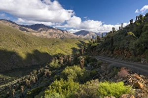 Gravel track, Cape, Bitter or Red Aloe -Aloe ferox-, Swartberg mountains, Western Cape Gravel track, Cape, Bitter or Red Aloe -Aloe ferox-, Swartberg mountains, Western Cape