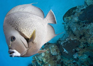 Gray Angelfish (Pomacanthus arcuatus) swimming near coral reef Gray Angelfish (Pomacanthus arcuatus) swimming near coral reef