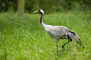 Gray common crane -Grus grus-, adult, Lower Saxony, Germany Gray common crane -Grus grus-, adult, Lower Saxony, Germany