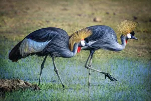 Two Gray Crowned Crane Walking in Pretty Green Grass and Water at Amboseli National Park Two Gray Crowned Crane Walking in Pretty Green Grass and Water at Amboseli National Park