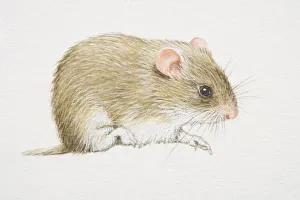 Gray Dwarf Hamster (cricetulus migratorius), side view Gray Dwarf Hamster (cricetulus migratorius), side view
