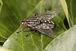 Gray Flesh Fly -Sarcophaga carnaria- Untergroeningen, Baden-Wuerttemberg, Germany, Europe Gray Flesh Fly -Sarcophaga carnaria- Untergroeningen, Baden-Wuerttemberg, Germany, Europe