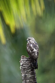 Gray Hawk Gray Hawk