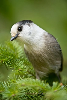 <b class=qtipBold><figcaption>Gray Jay</figcaption></b><br>This is a photograph of a Gray Jay perched on a Spruce Tree branch. The background is put of focus green.<br><em>© Copyright 2012 Michael Cummings</em> Gray Jay