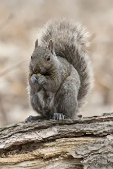 <b class=qtipBold><figcaption>Gray Squirrel</figcaption></b><br>A Gray Squirrel is resting on a log.<br><em>© Copyright 2016</em> Gray Squirrel