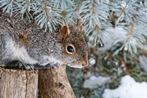 <b class=qtipBold><figcaption>Gray Squirrel Hiding</figcaption></b><br>A Gray Squirrel is sitting on a cut off post under a Spruce branch.<br><em>© Copyright 2013</em> Gray Squirrel Hiding