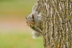 <b class=qtipBold><figcaption>Gray Squirrel On Tree</figcaption></b><br>A Gray Squirrel is hanging on the side of a tree trunk.<br><em>© copyright 2015</em> Gray Squirrel On Tree