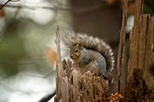 <b class=qtipBold><figcaption>Gray Squirrel On Tree Stump</figcaption></b><br>A Gray Squirrel is sitting on top of a broken tree stump.<br><em>© copyright 2015</em> Gray Squirrel On Tree Stump