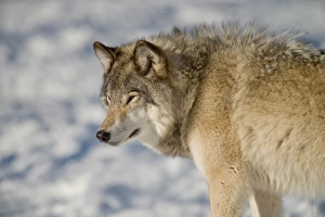 <b class=qtipBold><figcaption>Gray Wolf</figcaption></b><br>A gray wolf looking left on the winter time.<br><em>© copyright 2016</em> Gray Wolf