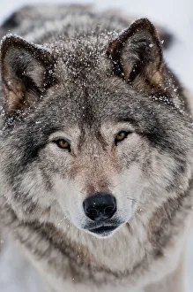 <b class=qtipBold><figcaption>Gray wolf</figcaption></b><br>A portrait photograph of a gray or timber wolf looking straight to camera.<br><em>© All photographs are owned and copyright by Michael Cummings</em> Gray wolf