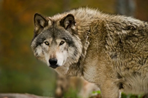 <b class=qtipBold><figcaption>Gray wolf</figcaption></b><br>Michael Cummings, 593711917<br><em>© All photographs are owned and copyright by Michael Cummings</em> Gray wolf